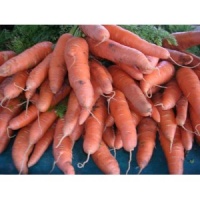 CAROTTE colmar à coeur rouge-1.jpg