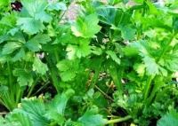 CELERI A CÔTES de Louvain-1.jpg