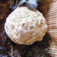 CELERI RAVE ibis-1.jpg