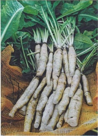 CHICOREE Tête d'Anguille-1.jpg