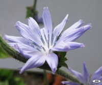 CHICOREE Tête d'Anguille.jpg