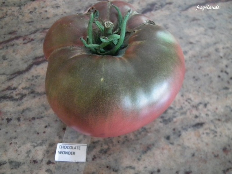 Fichier:CHOCOLATE WONDER.jpg