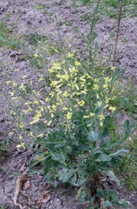 CHOU CABUS précoce de louviers-1.jpg