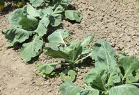 CHOU CABUS précoce de louviers.jpg