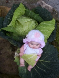 CHOU DE MILAN gros des vertus.jpg