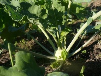 CHOU RAVE blanc de vienne.jpg