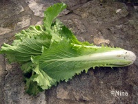 CHOU chou chinois michihili.jpg