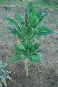 CHOU chou palmier de toscane.jpg