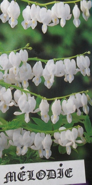 Fichier:COEUR DE MARIE BLANC.jpg