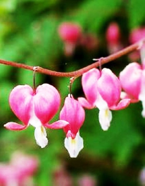 Fichier:COEUR DE MARIE ROSE-2.jpg