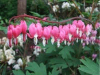 COEUR DE MARIE ROSE.jpg