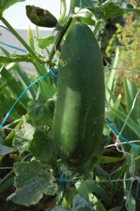 CONCOMBRE blanc de bonneuil.jpg