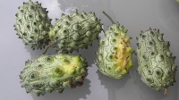 CONCOMBRE kiwano-1.jpg