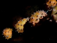 CONCOMBRE kiwano-2.jpg