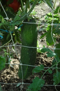 CONCOMBRE long de chine-1.jpg