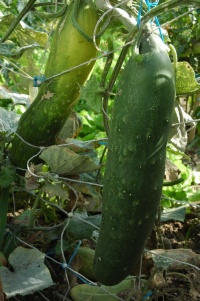 CONCOMBRE long de chine.jpg