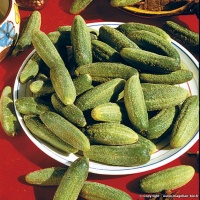 CORNICHON vorgebirgstrauben-1.jpg