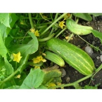 CORNICHON vorgebirgstrauben.jpg