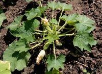 COURGETTE blanche de Virginie.jpg