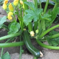 COURGETTE diamant-1.jpg