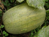COURGETTE evergreen.jpg