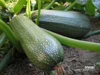 COURGETTE greysini-1.jpg