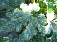 COURGETTE greysini-2.jpg