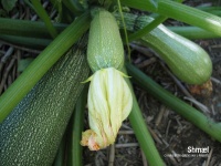 COURGETTE greysini.jpg