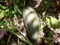 COURGETTE grisette de provence.jpg