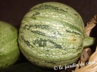 COURGETTE ronde de nice-1.jpg