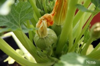 COURGETTE ronde de nice-2.jpg