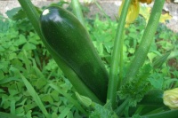 COURGETTE verte noire maraichère.jpg
