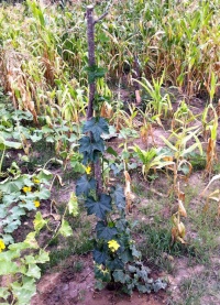 COURGE éponge-1.jpg