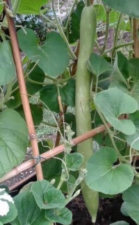 COURGE DECORATIVE calebasse longissima-1.jpg