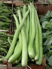 COURGE DECORATIVE calebasse longissima-2.jpg