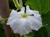 COURGE DECORATIVE calebasse longissima.jpg