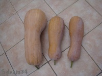 COURGE MUSQUEE pleine de naples-1.jpg