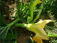 COURGE MUSQUEE pleine de naples.jpg