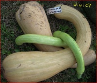 COURGE MUSQUEE tromba d albenga-1.jpg