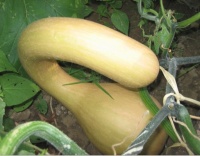 COURGE MUSQUEE tromba d albenga-2.jpg