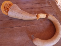 COURGE MUSQUEE tromba d albenga.jpg