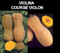 COURGE MUSQUEE violina-1.jpg
