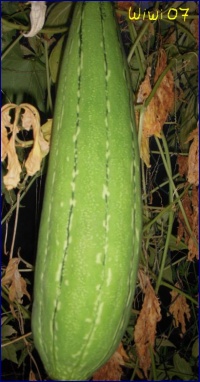 COURGE cucumis sp madagascar.jpg