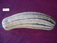 COURGE delicata-1.jpg