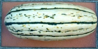COURGE delicata.jpg