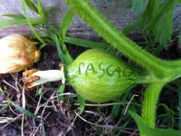 COURGE kabosha-2.jpg