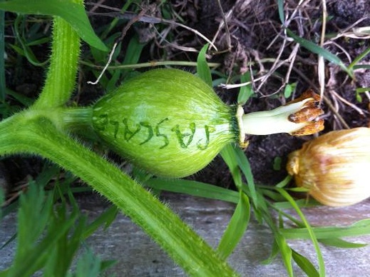 Fichier:COURGE kabosha-2.jpg