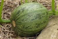 COURGE lady godiva.jpg