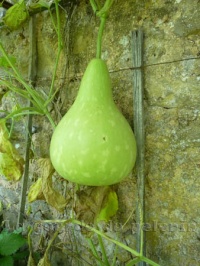 COURGE martinhouse.jpg