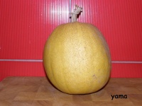 COURGE melonnette jaspée de vendée.jpg